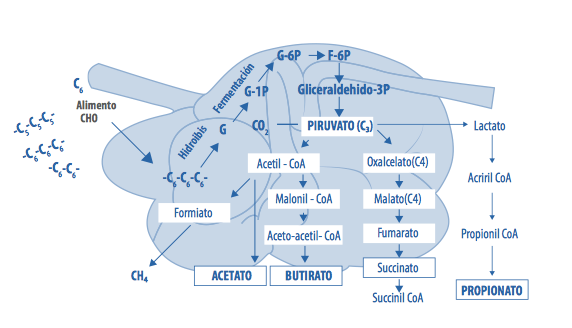 Estudiando La Utilizaci N De Glucosa En Los Rumiantes