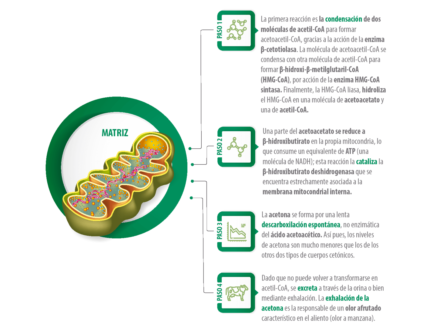 Metabolismo Ruminal De Los Cidos Grasos Vol Tiles Nutrinews