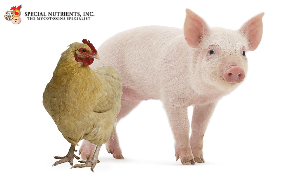 Evaluación de Aditivos Anti-Micotoxinas en la protección de órganos blanco en aves y cerdos