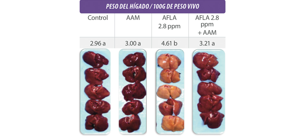 Embrapa lança livro sobre consumo de água na pecuária