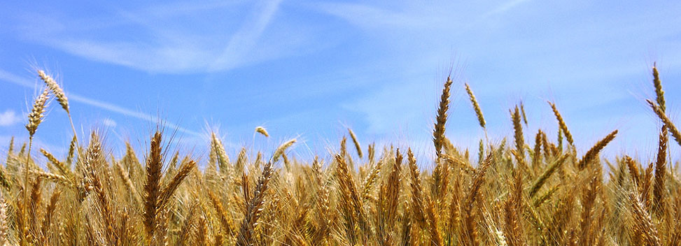 La cosecha de cereales de invierno caerá un 26% este año