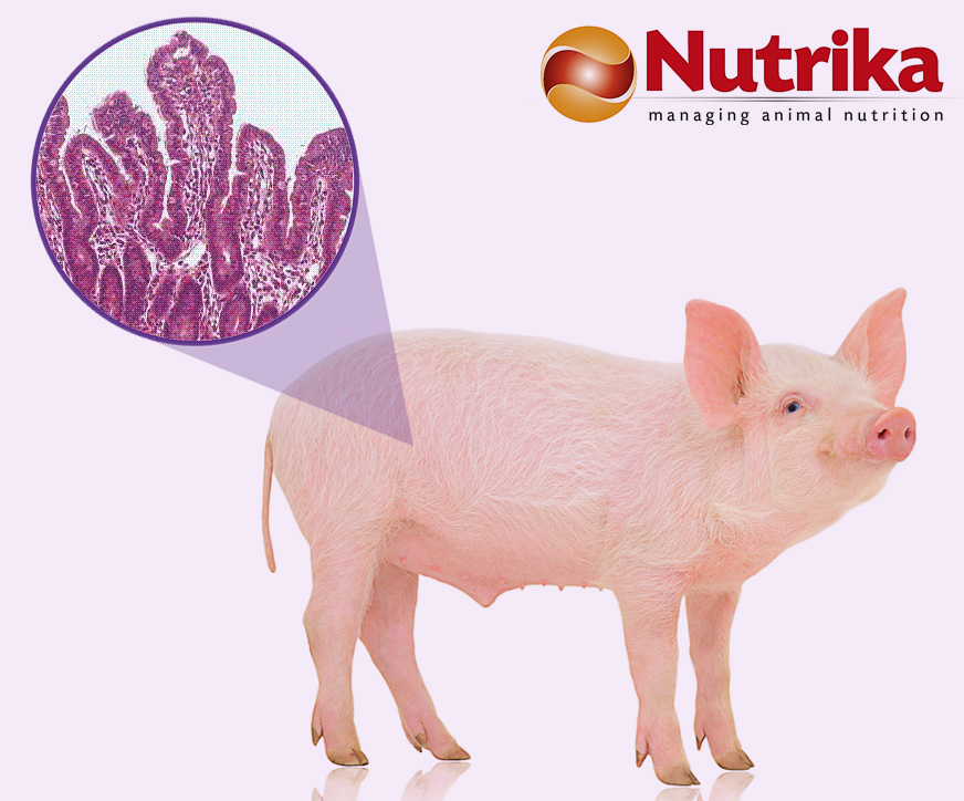 La solución definitiva contra la disentería porcina y la Ileítis (PIA)