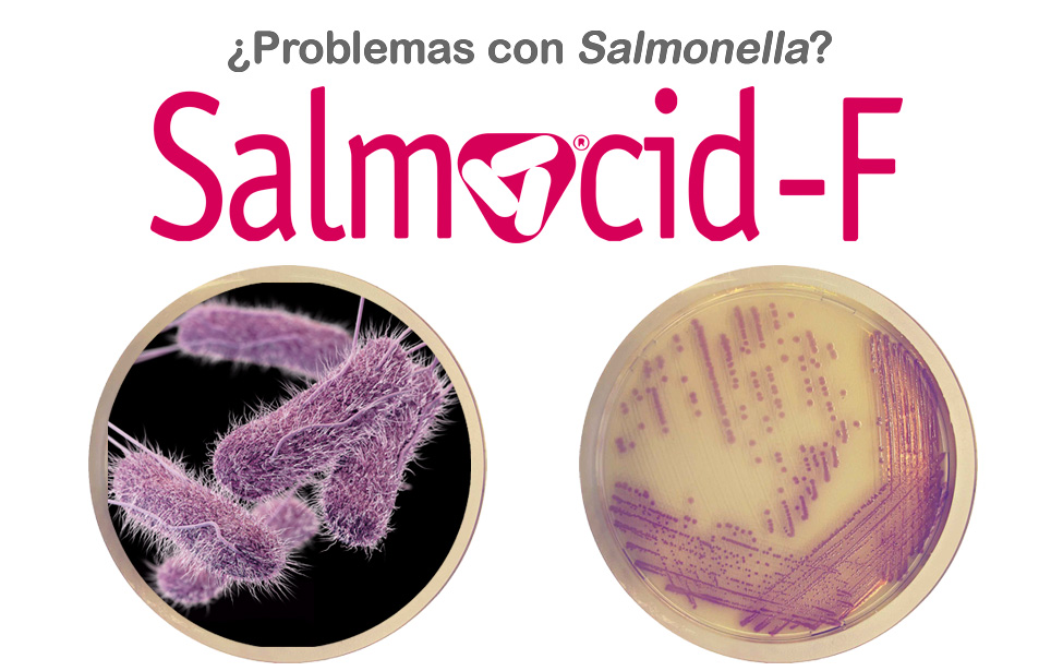 Salmocid-F ¿Problemas con Salmonella?