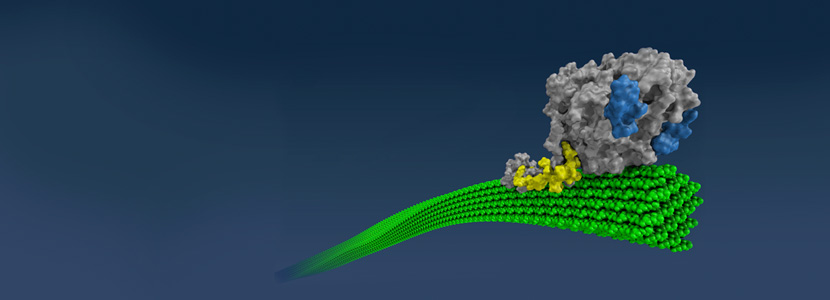 Protein Hydrolysates