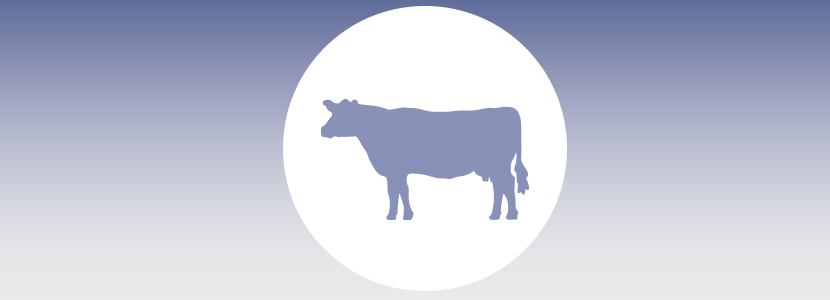 Levucell SC mejora los resultados de crecimiento en bovinos de carne