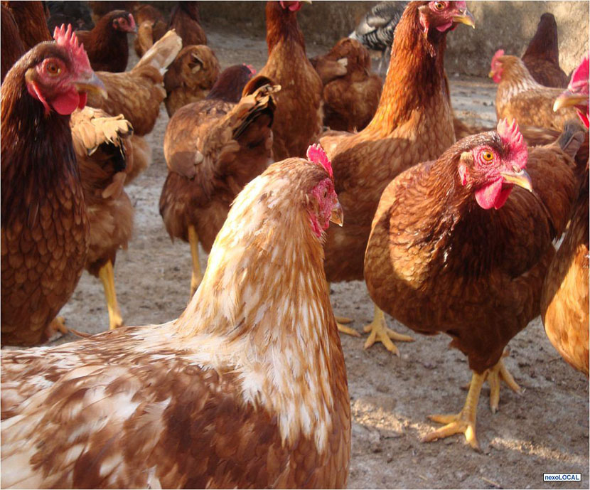 Reglamentación sobre el uso de Lactobacillus acidophilus CECT 4529  como aditivo en gallinas ponedoras