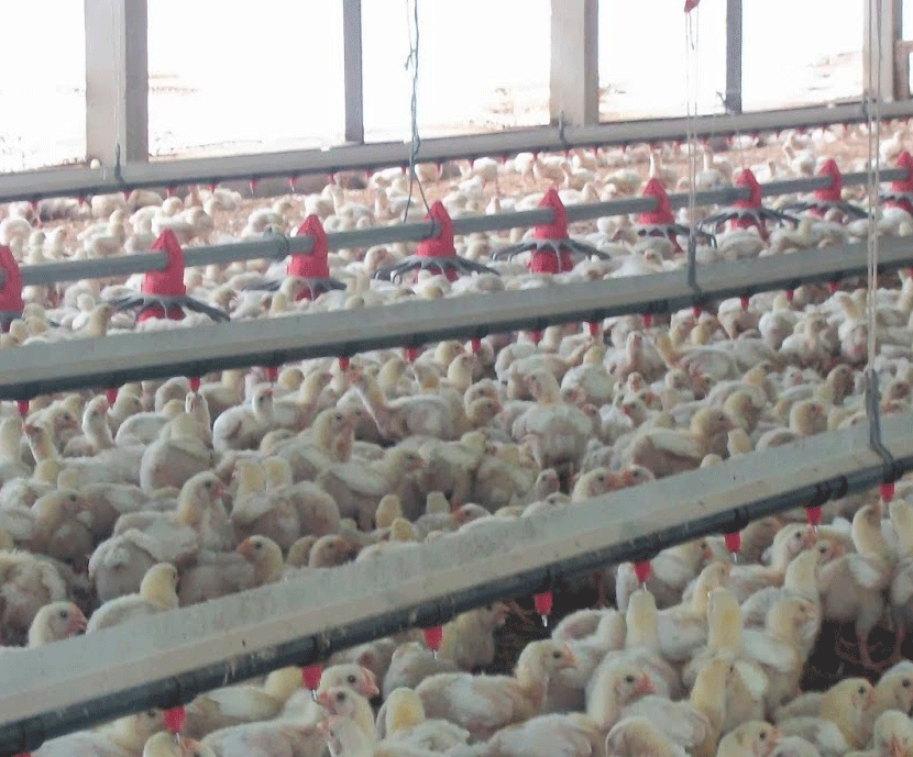 Falta de competitividad de la industria avícola europea