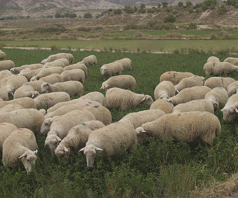 (MAH) Treated Sunflower. Effects of dietary supplementation in growing lambs