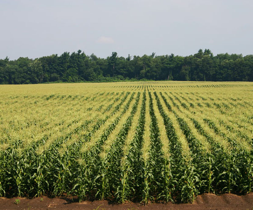 Aumento del riesgo para la salud al aumentar los limites máximos de micotoxinas en maíz