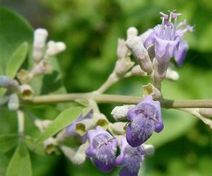 Extractos vegetales I Aplicación para la reducción del estrés