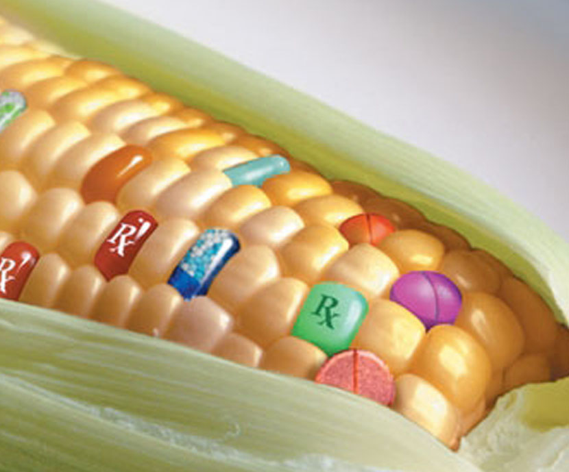 Cultivo de OMG, acuerdo preliminar en la UE