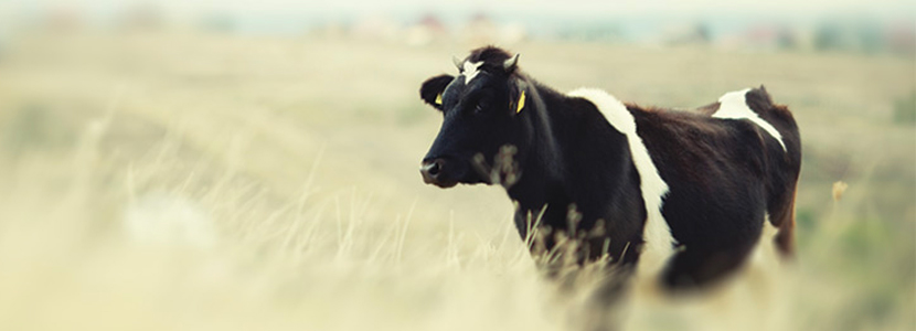 Manejo nutricional de la vaca lechera en transición