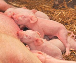 Reforzar la alimentación del lechón antes y después del destete