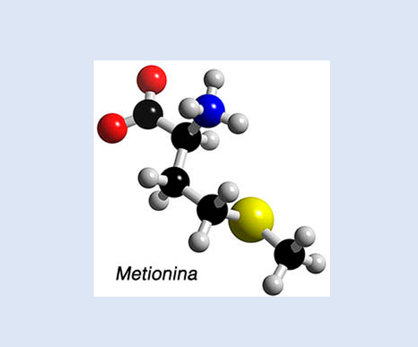 Un estudio compara el efecto de dos fuentes de metionina...