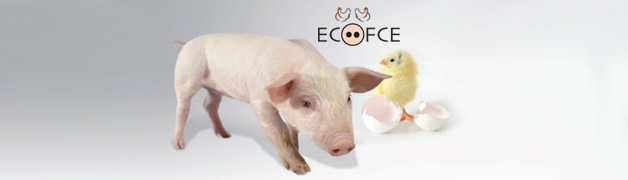 Proyecto ECO-FCE : Iniciativa para mejorar la eficiencia en el uso del pienso  en monogástricos