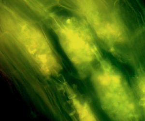 Productos antimicotoxinas . Registro en la UE | Una referencia mundial en calidad