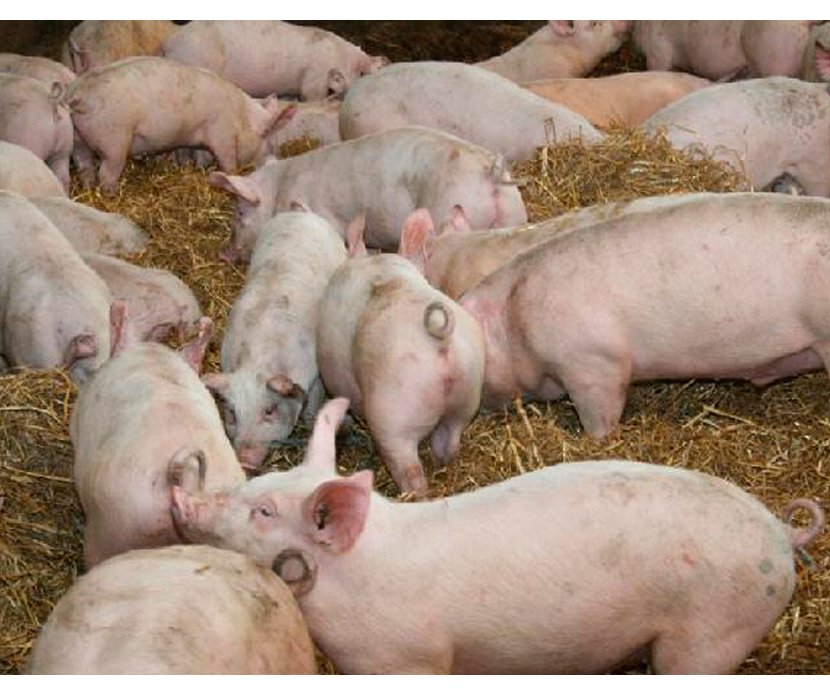 Activo® sobre parámetros productivos en cerdos de engorde