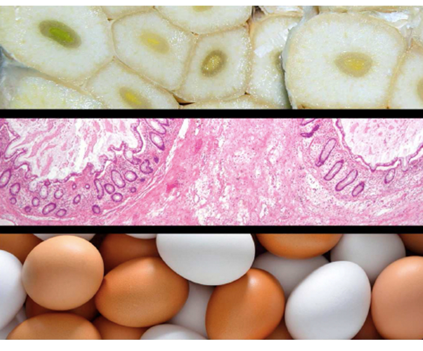 Parámetros productivos, sanitarios y la calidad nutricional del huevo