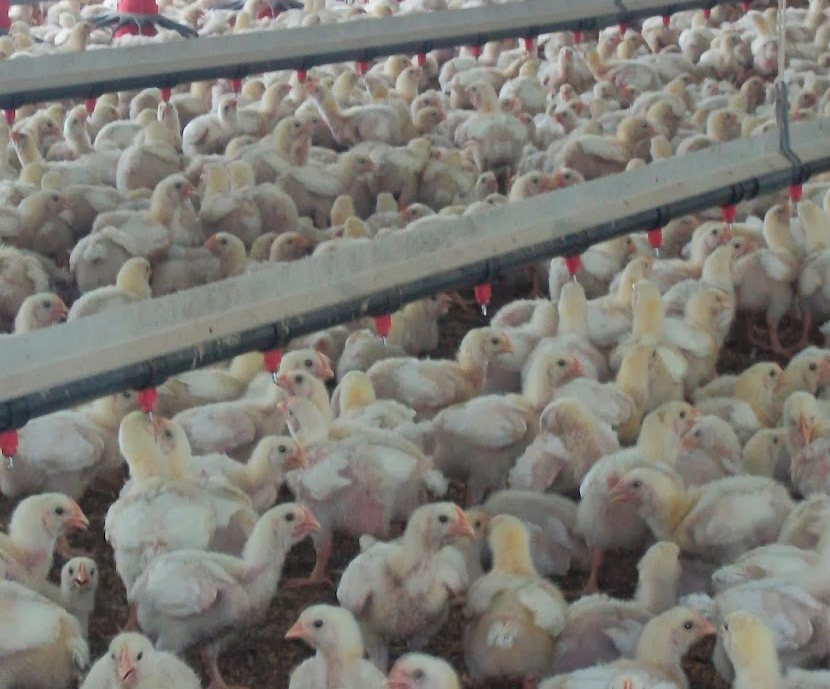 Disminuir el coste del pienso con aditivos fitogénicos en pollos de engorde