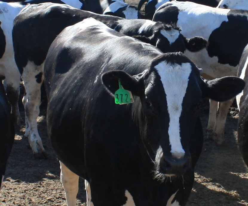 Efectos de los extractos vegetales en la mejora productiva de vacas de leche durante periodos de calor