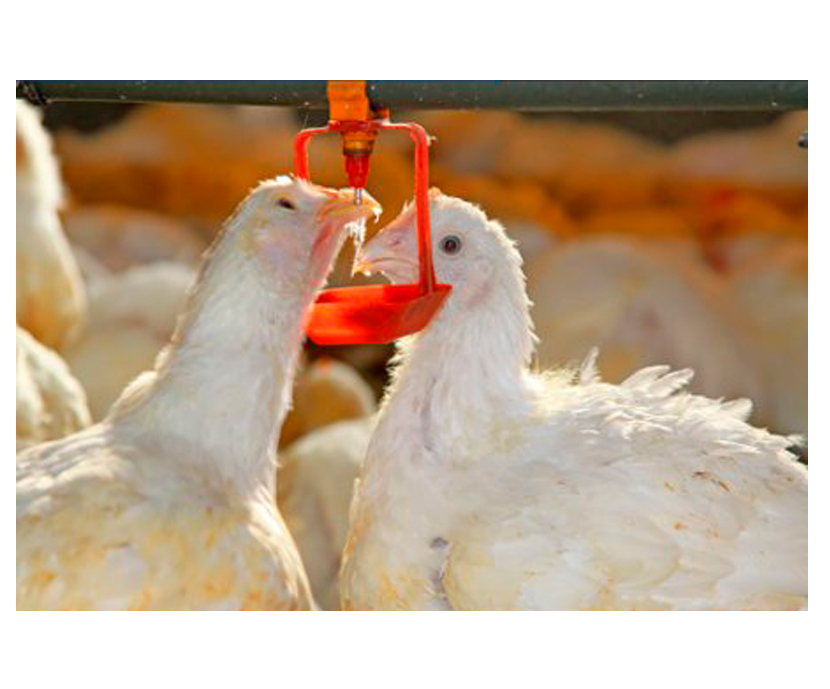 Medidas y Tratamiento a tomar frente al estrés calórico en avicultura