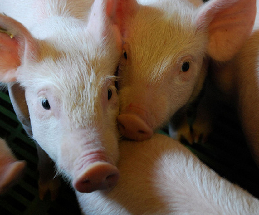 FeedScreen : estudia la relación entre la salud animal y la alimentación animal