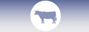 Evaluación del efecto de la composición sobre el costo de alimento
