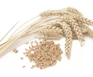 Caprino lechero , Incorporación en la dieta de subproductos fibrosos