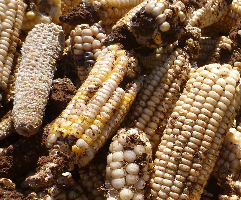 La superoxidación, un nuevo sistema para el control de aflatoxinas en maíz