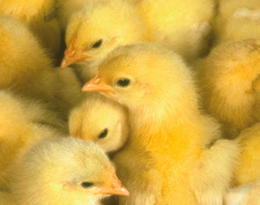 Aplicación de probióticos, prebióticos y simbióticos en avicultura