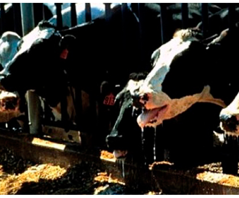 Mejora de los resultados lecheros y el confort digestivo de las vacas de leche durante el verano
