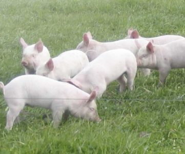 Suplementación de alimento con ácidos graso: Respuesta en porcinos