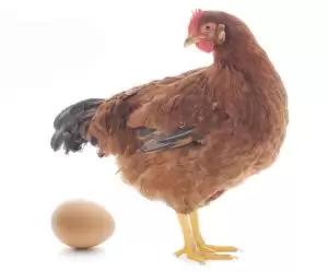 Influencia de la nutrición sobre la productividad en ponedoras