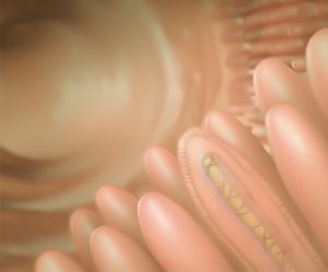 Micotoxinas en el tracto gastrointestinal, Interacciones peligrosas