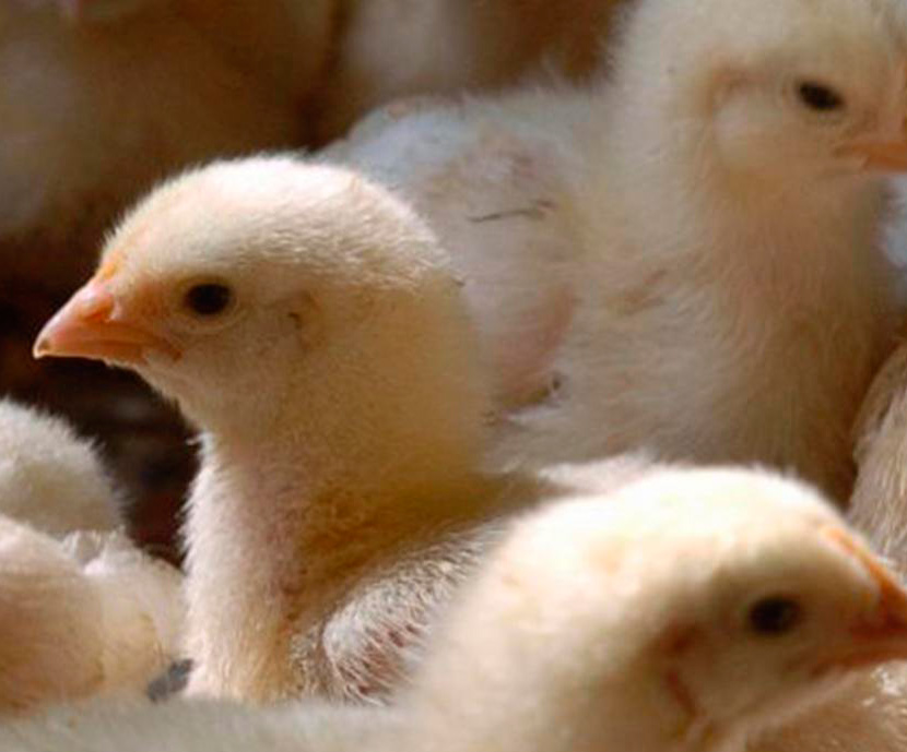 Evaluación de los efectos toxicológicos de aflatoxinas en pienso de pollos