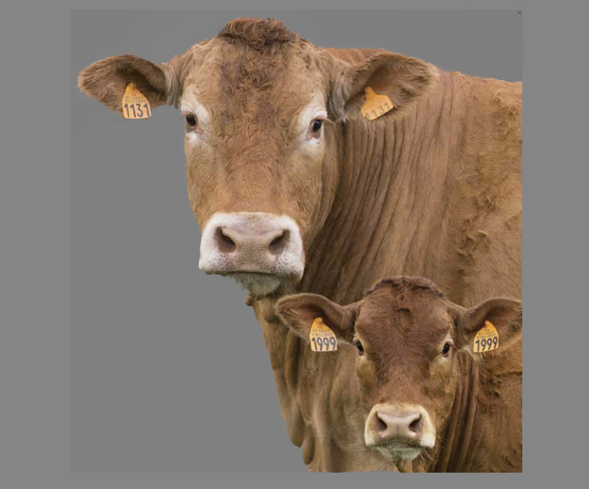 SOMMET DE L’ELEVAGE 2015, la cita europea de los profesionales de la ganadería en Francia