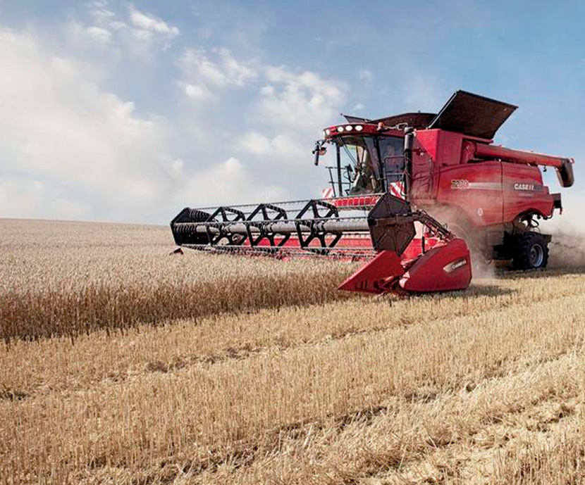El trigo es un grano que se utiliza en la producción de trigo.
