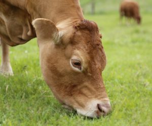 Micotoxinas en cebo de terneros. Caso clínico