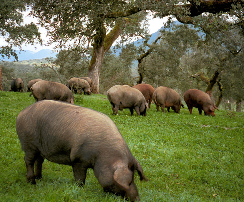 Modernización e Innovación Tecnológica para mejorar la alimentación del cerdo ibérico