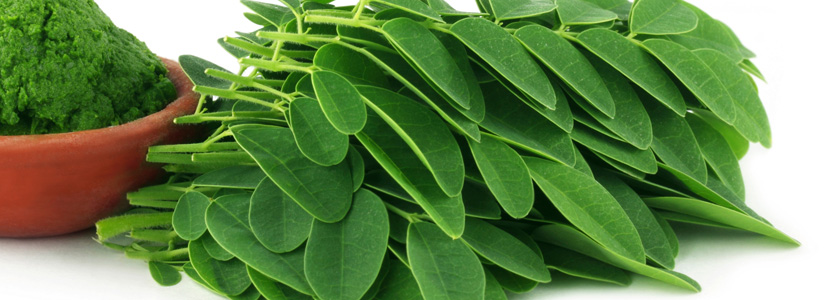 Beneficial effects of Moringa leaves in poultry diets