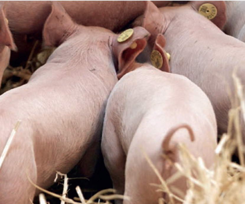 La presencia de deoxinivalenol (DON) pone en elevado riesgo al ganado porcino