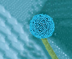 Efectividad de los secuestrantes de micotoxinas: evaluación