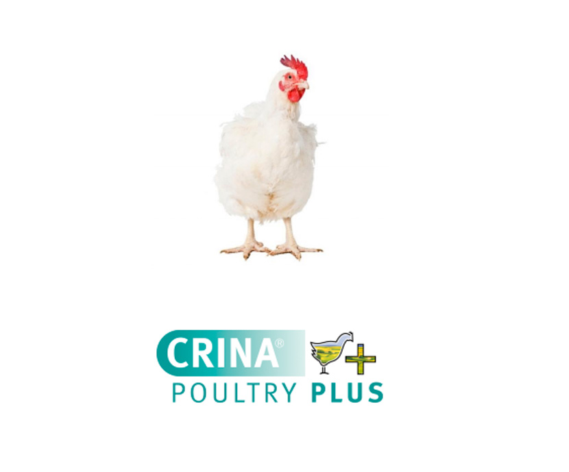 DSM obtiene la autorización de CRINA<sup>®</sup> Poultry Plus como aditivo zootécnico en la Unión Europea