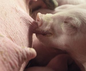 Comportamiento alimenticio de los lechones alrededor de destete y cambios fisiológicos-metabólicos asociados
