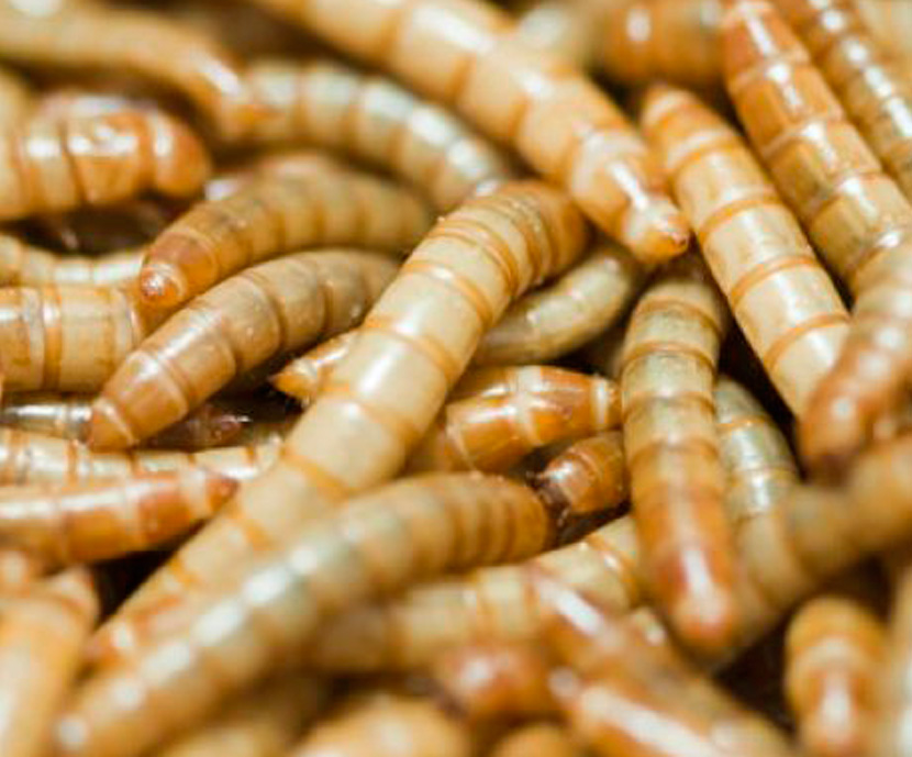 La EFSA evalua los riesgos del uso de los insectos para la alimentación animal y humana