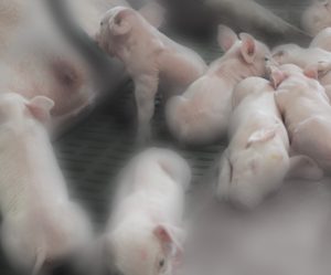 Importancia de la nutrición pre-destete en lechones