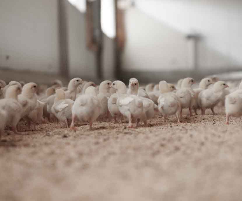El papel de los microminerales en avicultura