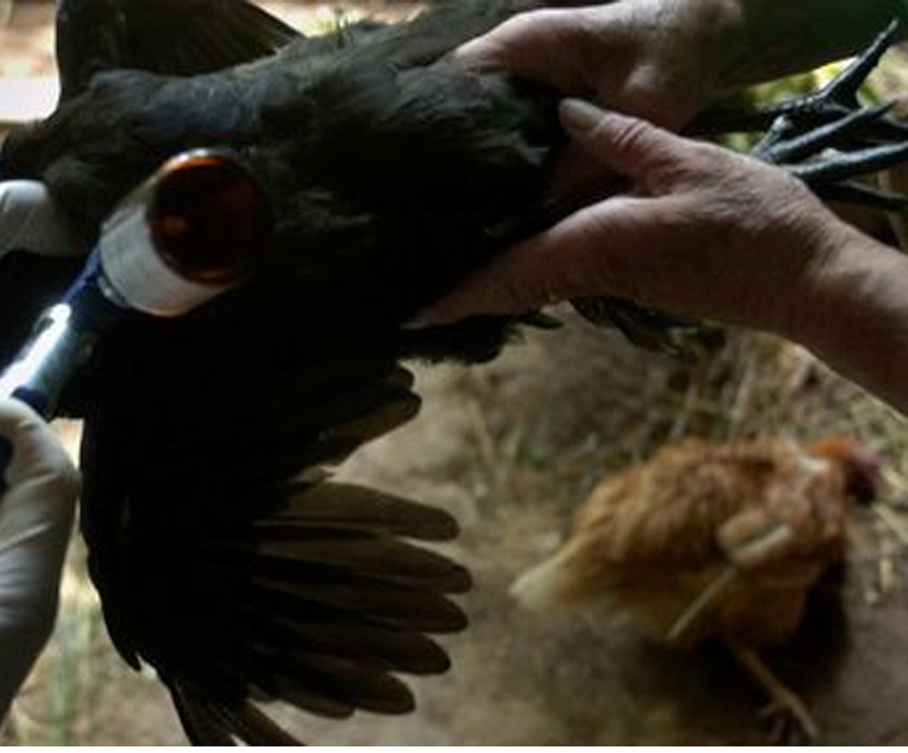 ¿Ha vuelto la gripe aviar a Europa?