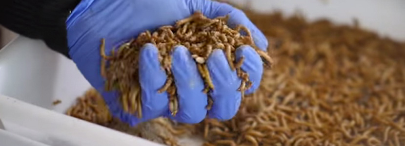 Insect flour: Protein of the future for the pig industry?