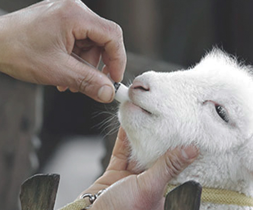 Primera semana de sensibilización sobre el uso de antibióticos en alimentación animal